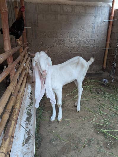 VIP Gulaabi Bakri
