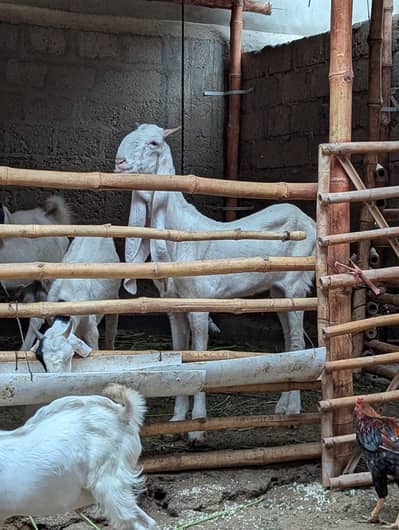 VIP Gulaabi Bakri