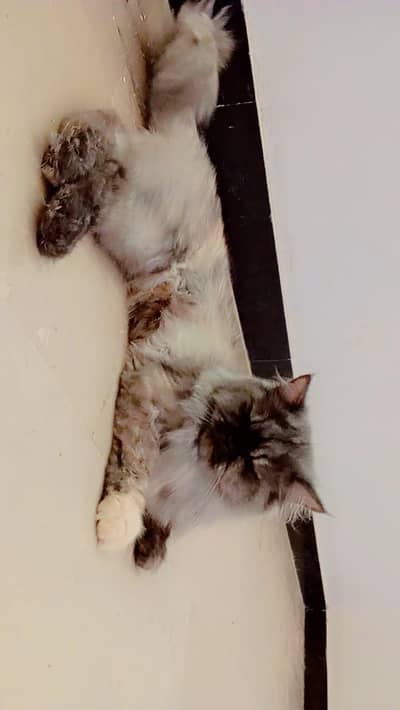 Beautiful Persian Cat for Sale – Healthy & Cute