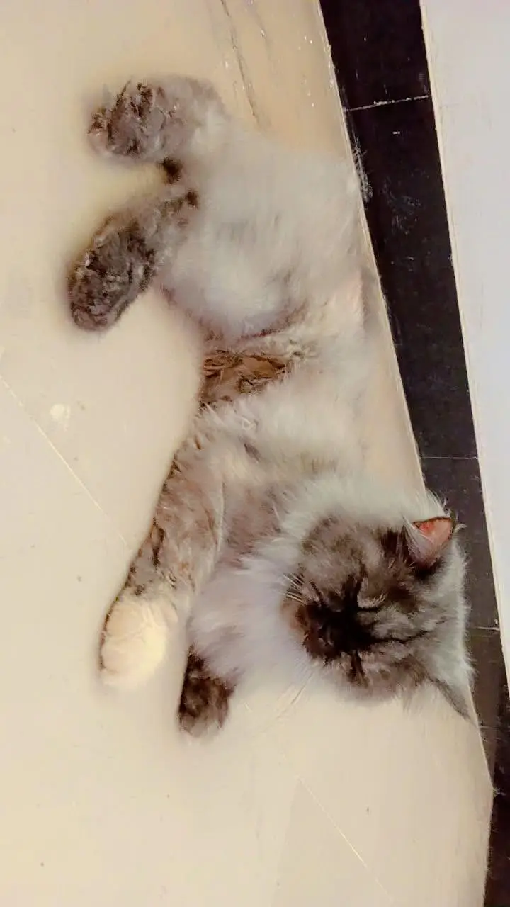 Beautiful Persian Cat for Sale – Healthy & Cute — photo 2