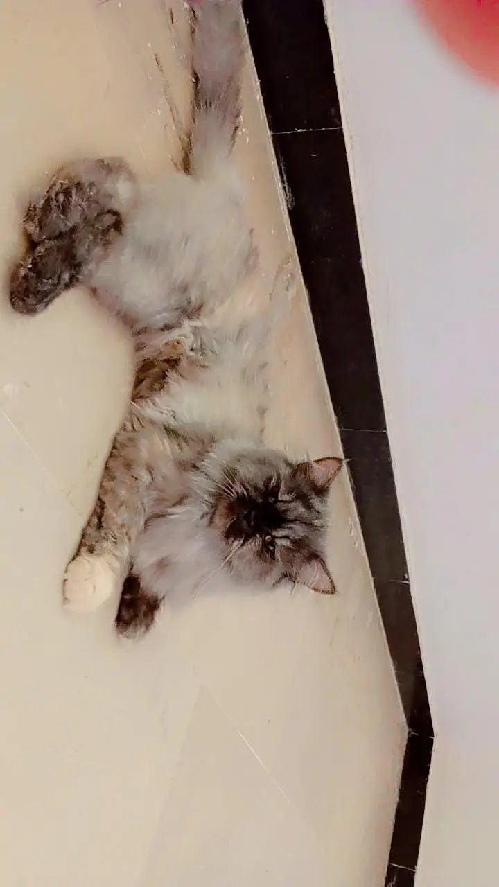 Beautiful Persian Cat for Sale – Healthy & Cute — photo 4