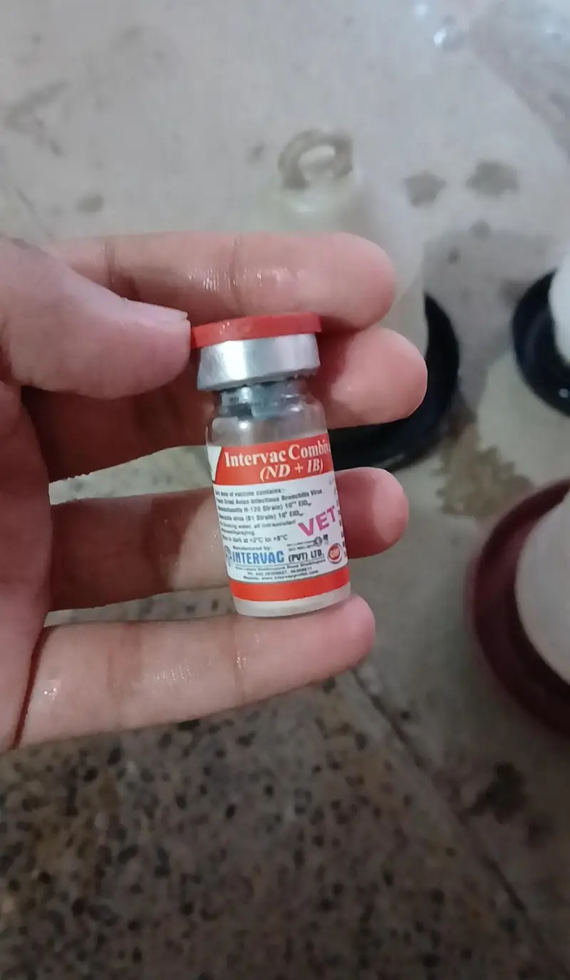 Golden Desi Pure Misri Hen WhatsApp 03304503477 — photo 10