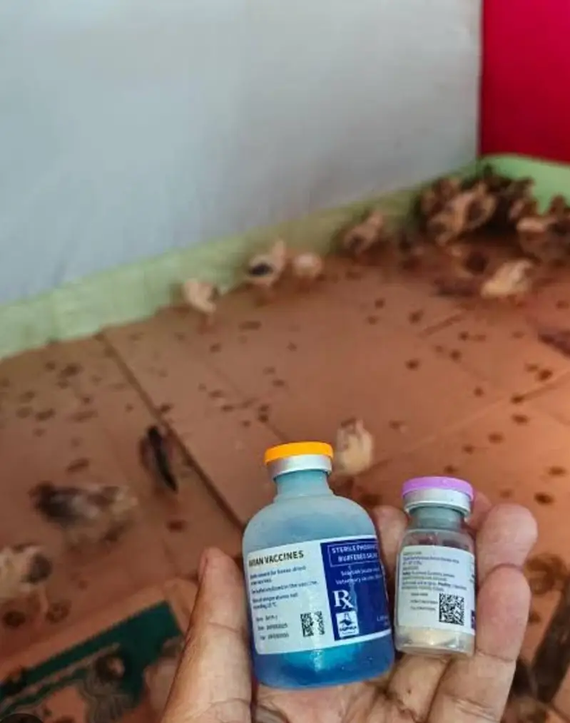 Golden Desi Pure Misri Hen WhatsApp 03304503477 — photo 11
