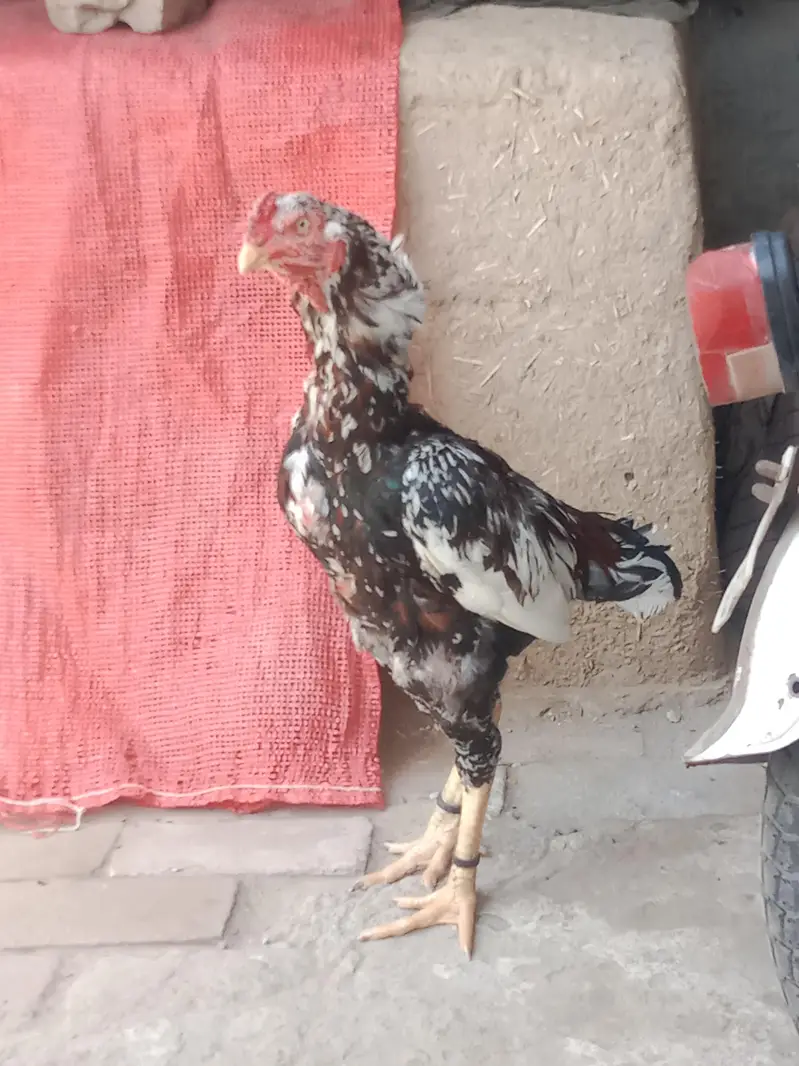 her ek ki different price details ma likhi ha 03*02*42*27*215 — photo 2