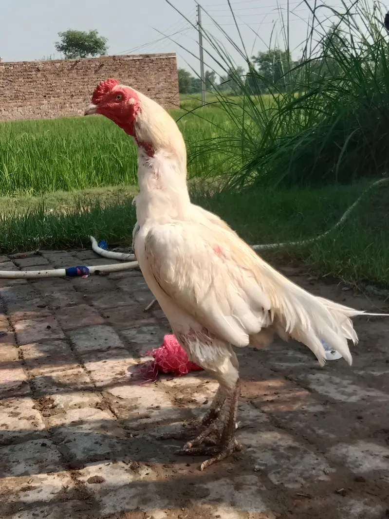 her ek ki different price details ma likhi ha 03*02*42*27*215 — photo 4