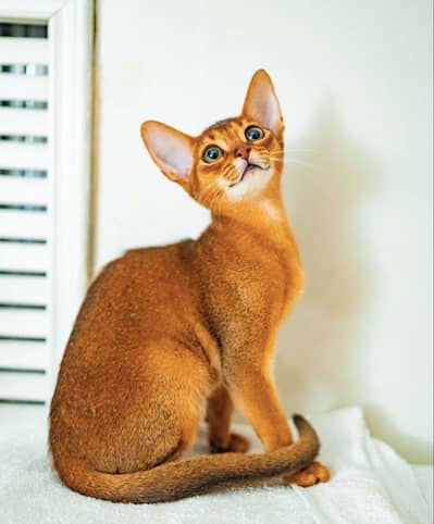 Abyssinian Female Rare Breed