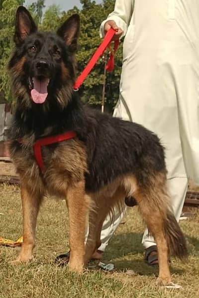 German shepherd male full long Cort