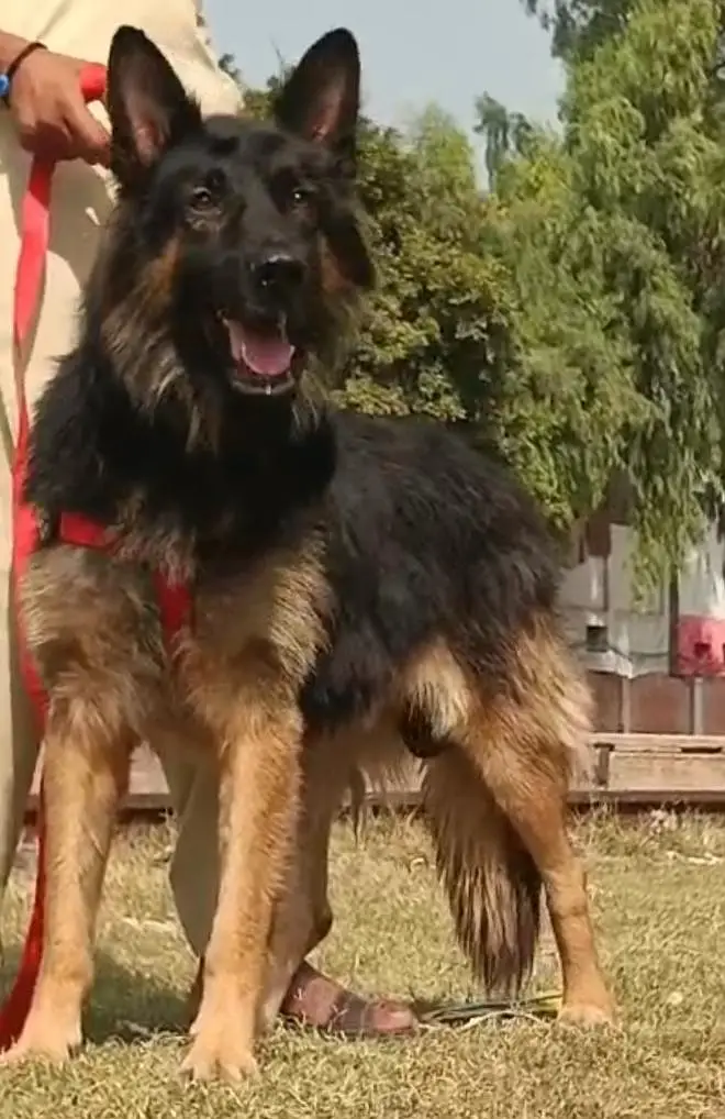 German shepherd male full long Cort — photo 2