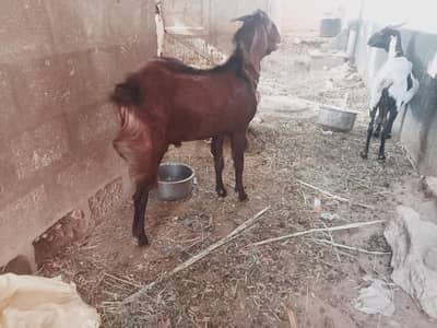 Bakra for sale
