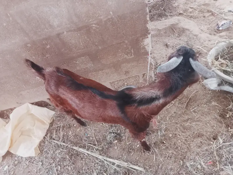 Bakra for sale — photo 2