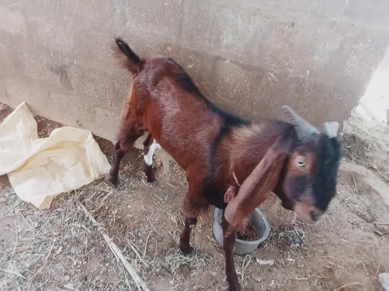 Bakra for sale — photo 3