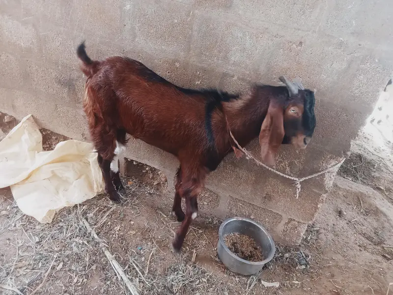 Bakra for sale — photo 4