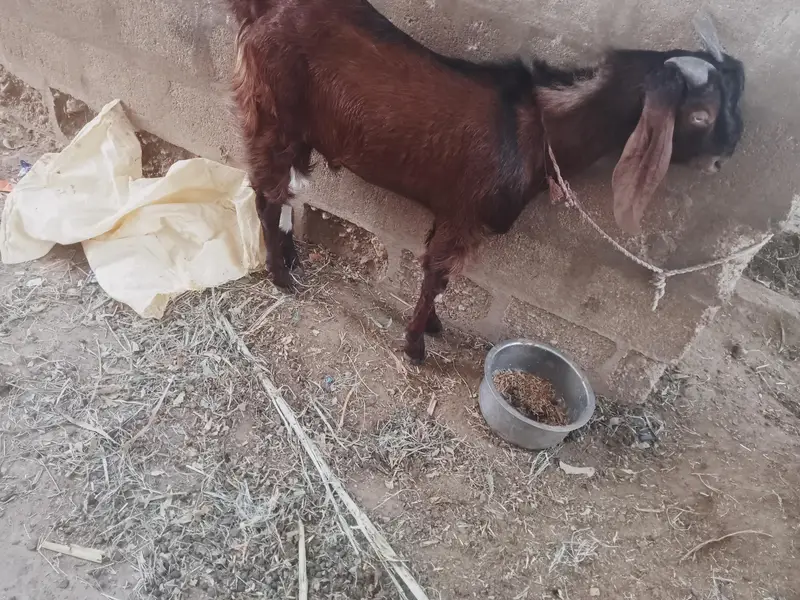 Bakra for sale — photo 5