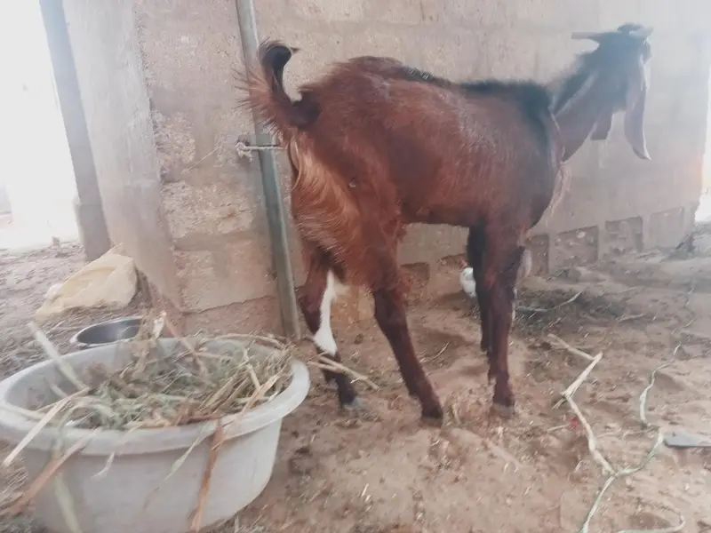 Bakra for sale — photo 6