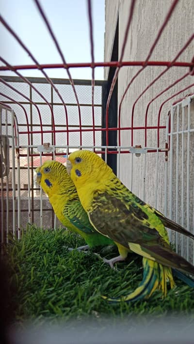 Black wing split hogo breeder pair available contact no. 03285533122
