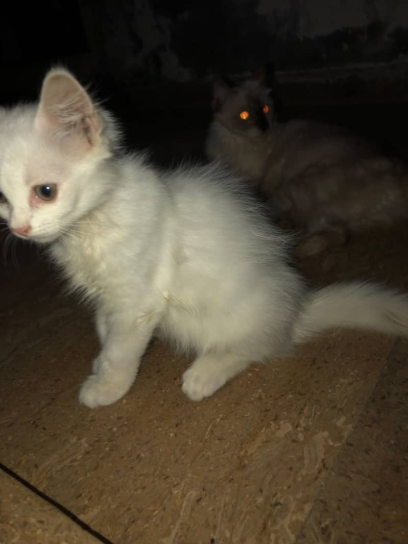 persian kitten 0