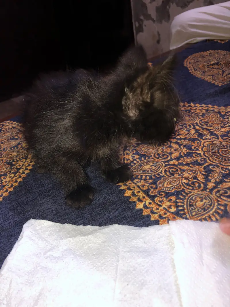 persian kitten — photo 2