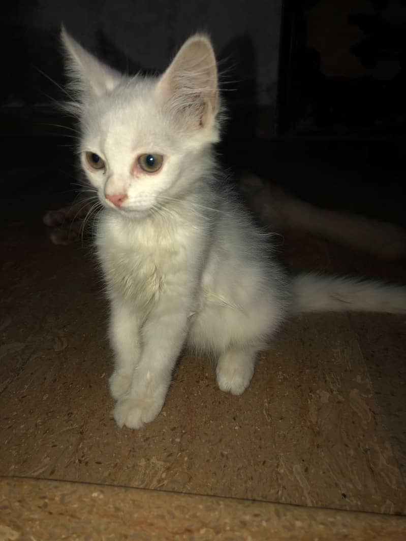 persian kitten 2