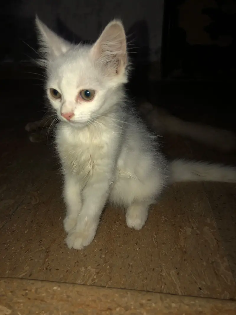 persian kitten — photo 3