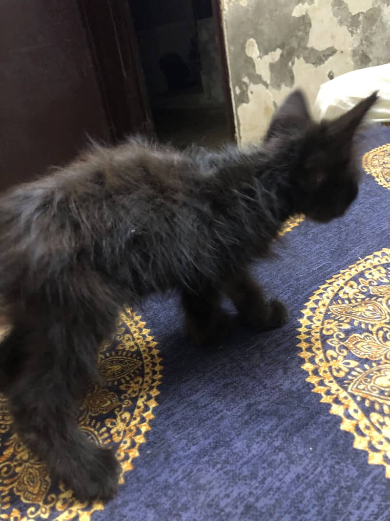 persian kitten 3