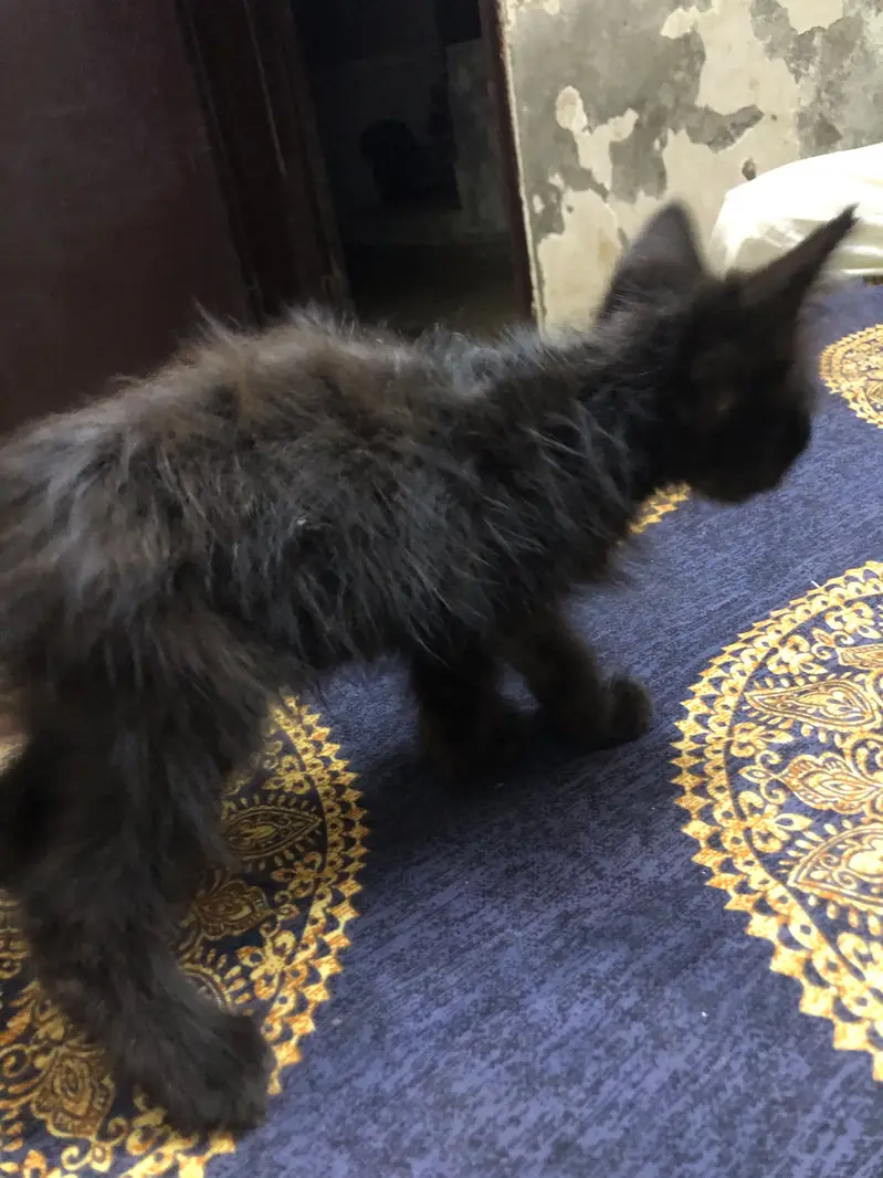persian kitten — photo 4
