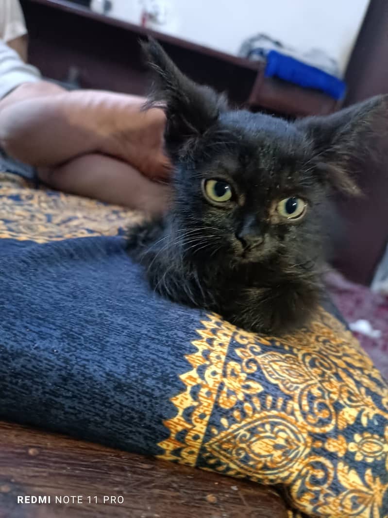 persian kitten 4