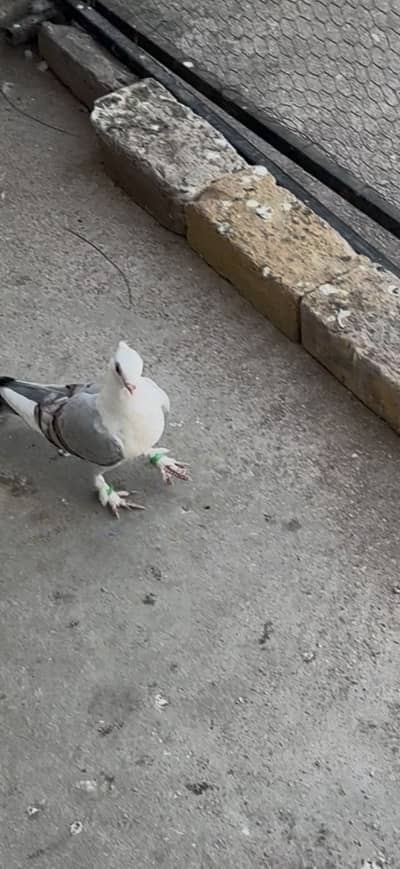Sentient Chick