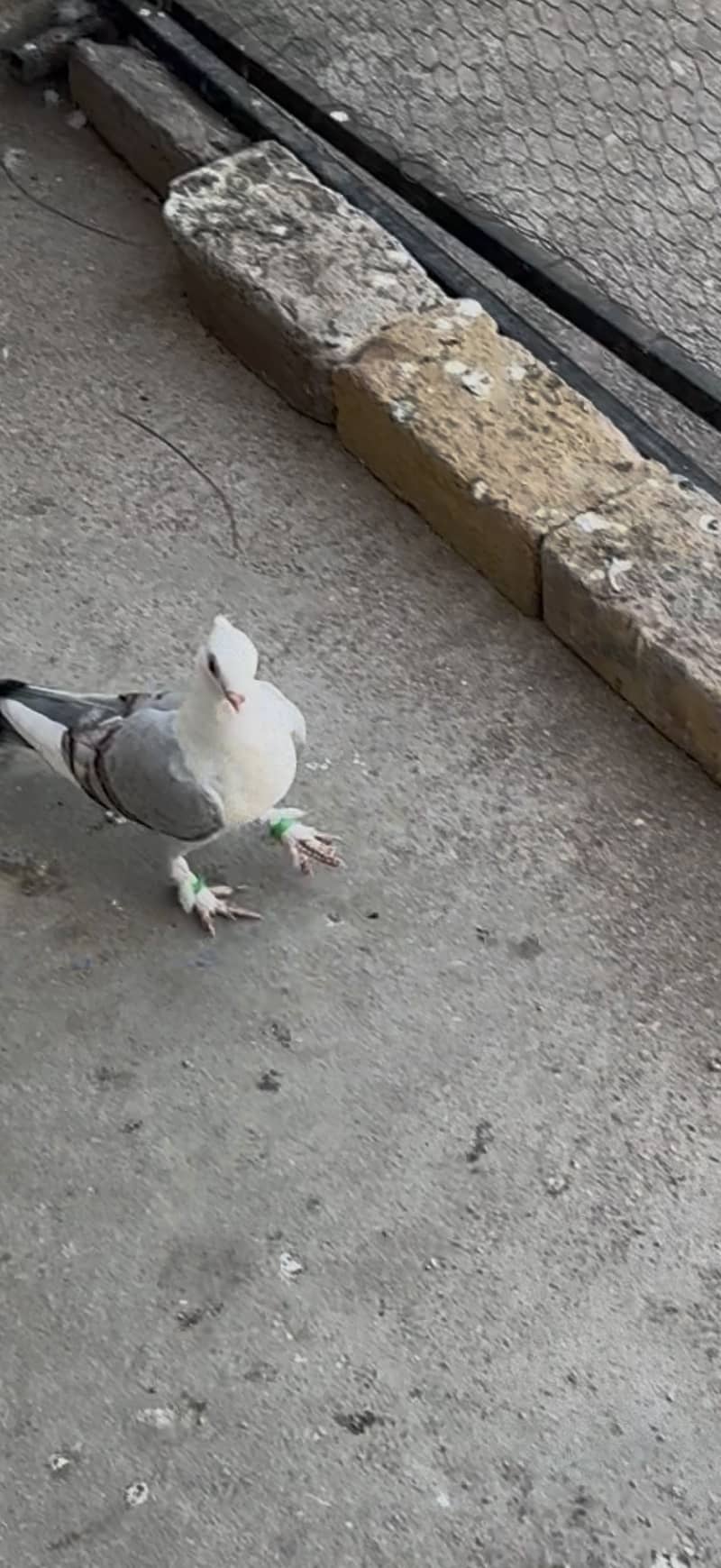 Sentient Chick 1
