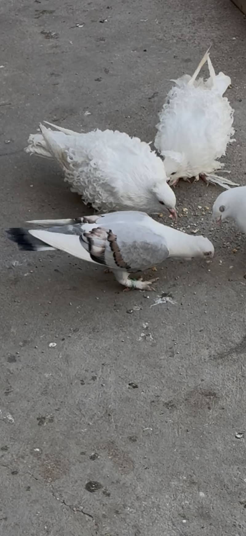Sentient Chick 3