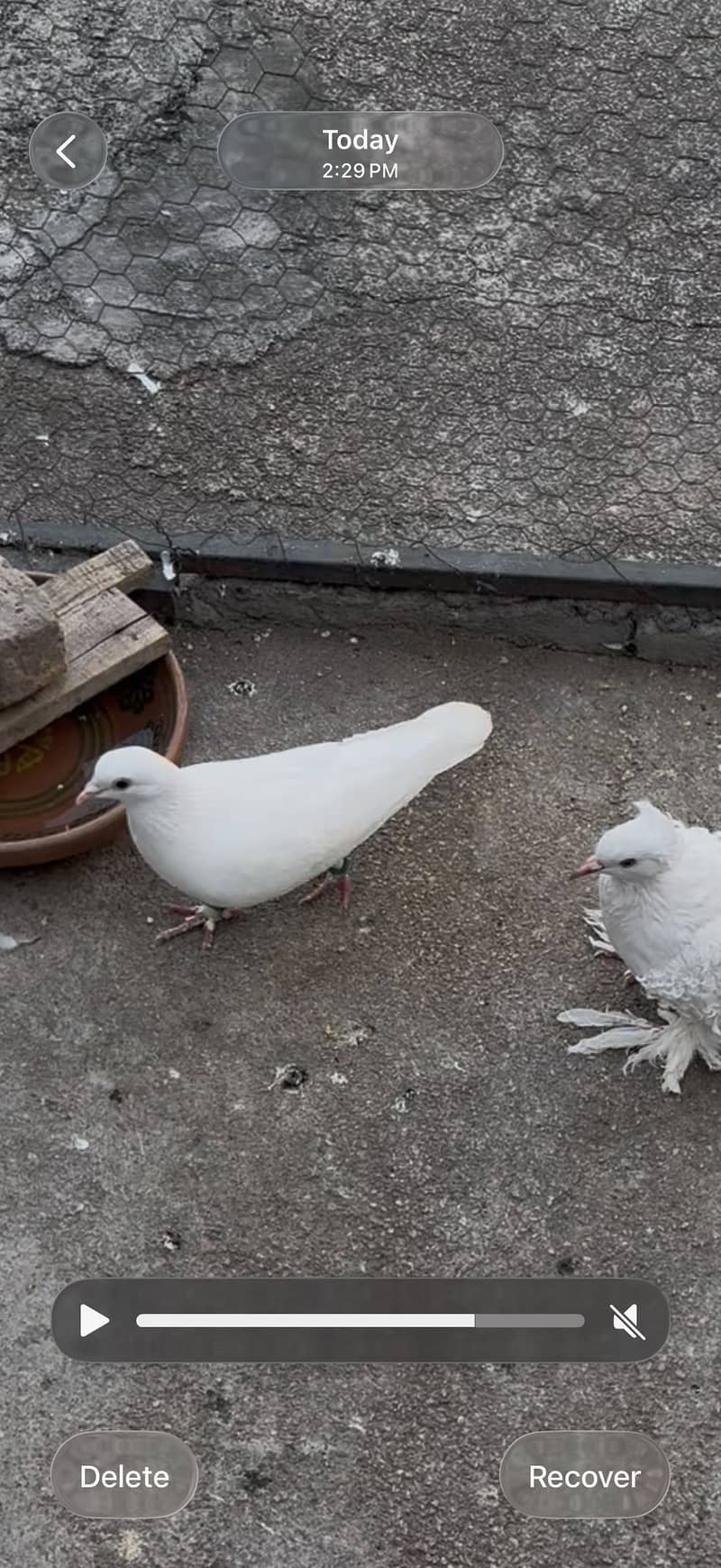 Sentient Chick 4