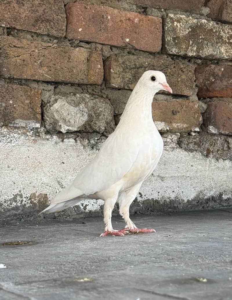 Sentient Chick 5
