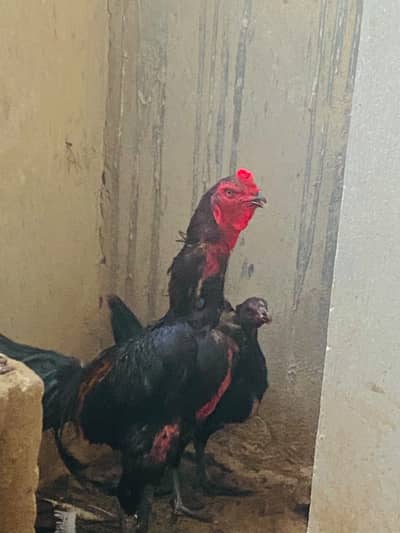 Pure Thai Aseel Breeder Pair |quality aseel murgha | pure aseel thai