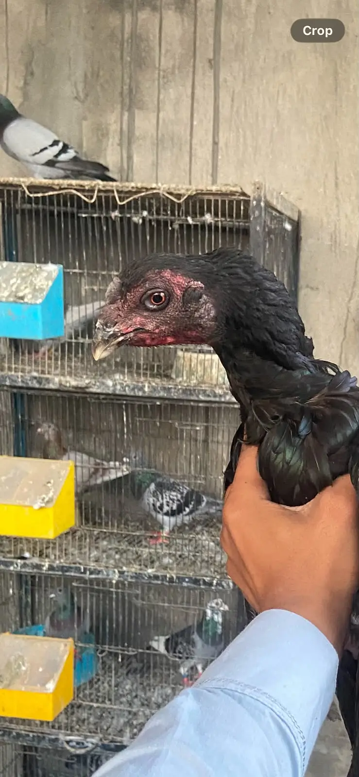 Pure Thai Aseel Breeder Pair |quality aseel murgha | pure aseel thai — photo 2