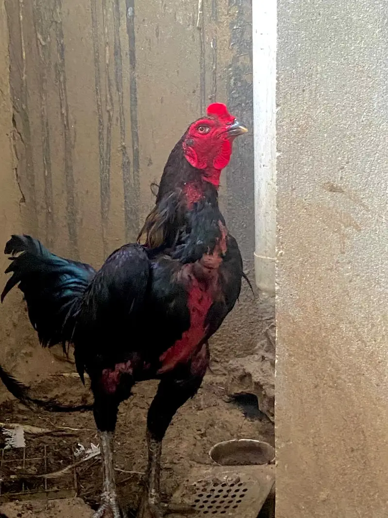 Pure Thai Aseel Breeder Pair |quality aseel murgha | pure aseel thai — photo 3