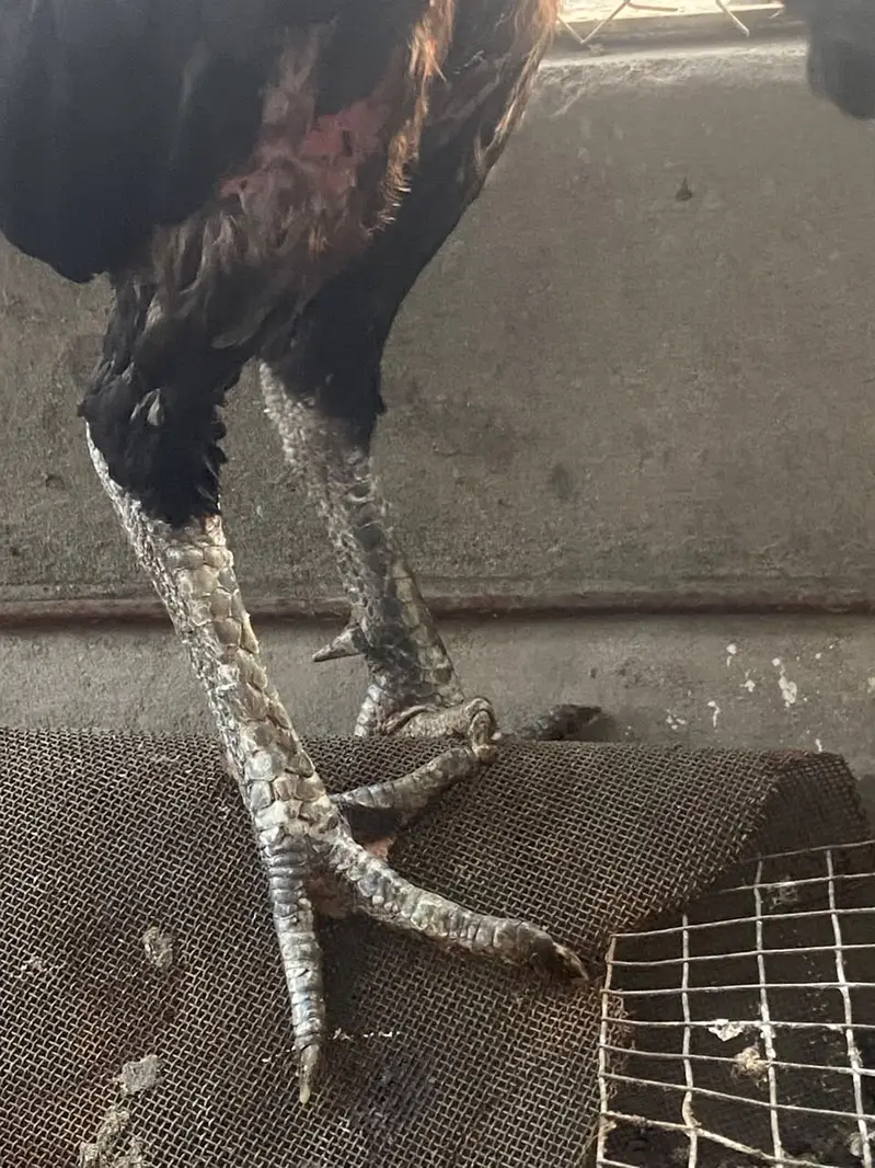 Pure Thai Aseel Breeder Pair |quality aseel murgha | pure aseel thai — photo 6