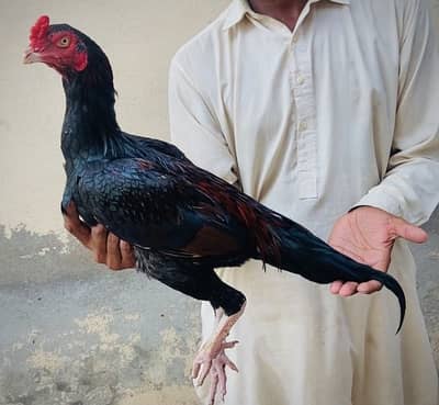 Aseel birds