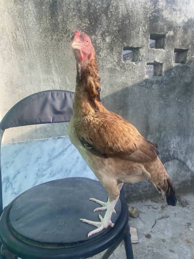 For sale
