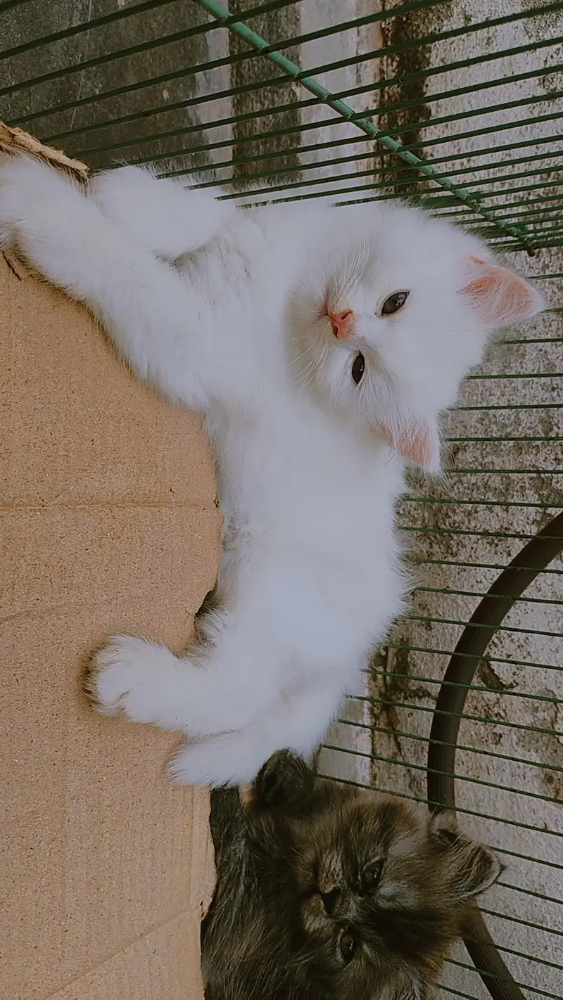 Beautiful Persian kitten — photo 2