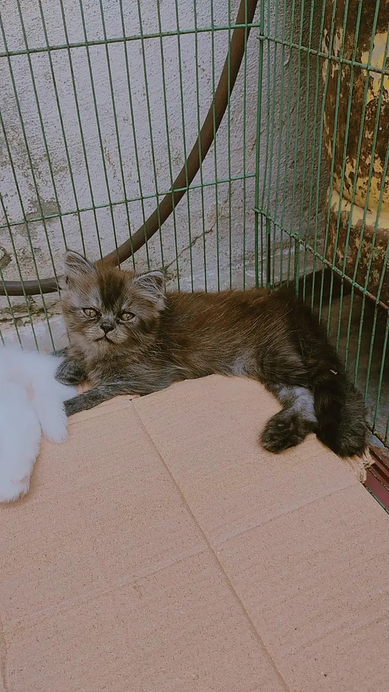 Beautiful Persian kitten — photo 3
