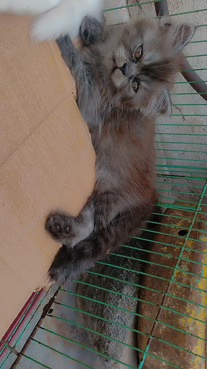 Beautiful Persian kitten — photo 4