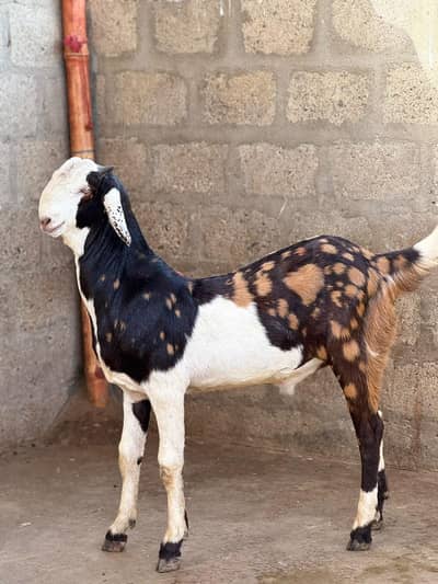 Teddy bakra urgent sale