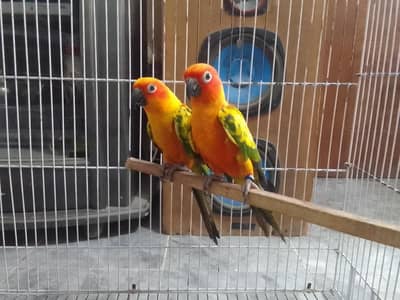 SunConure
