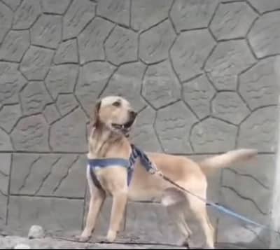 Trained Labrador \ Fixed Price