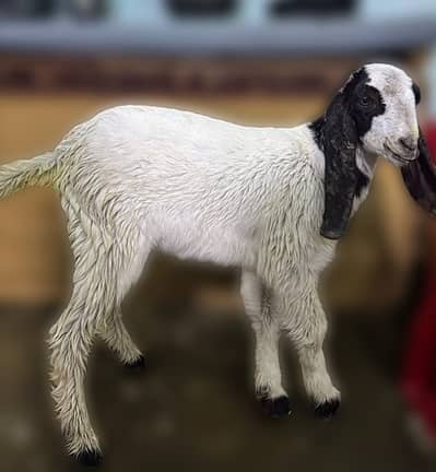 Bakra ka Bacha