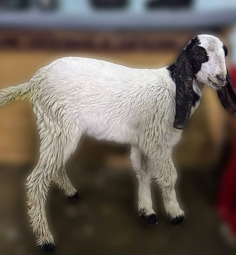 Bakra ka Bacha 0