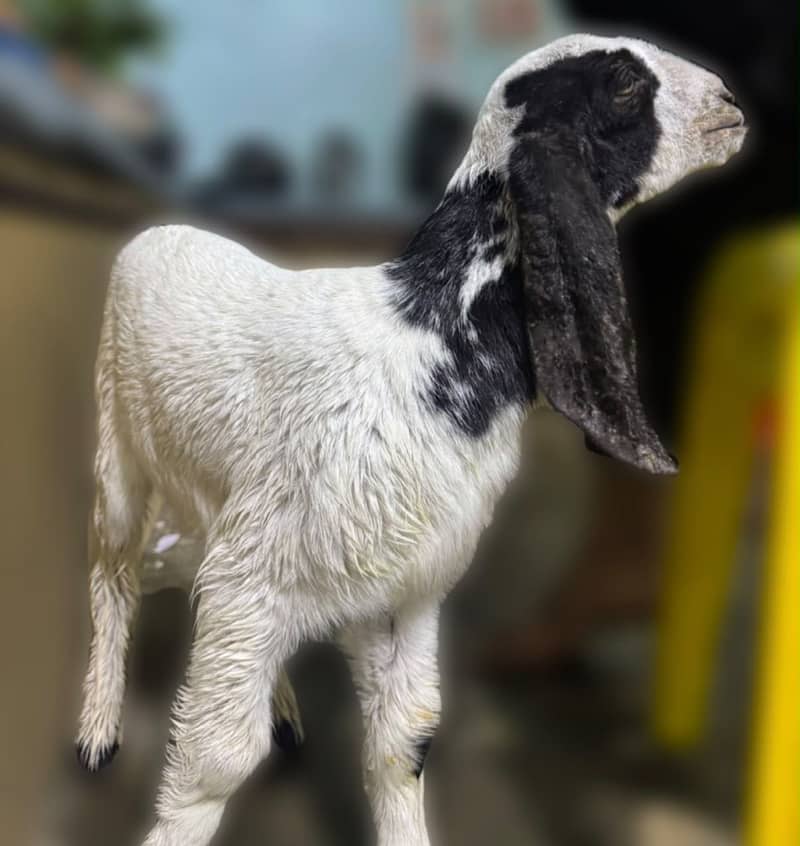 Bakra ka Bacha 1