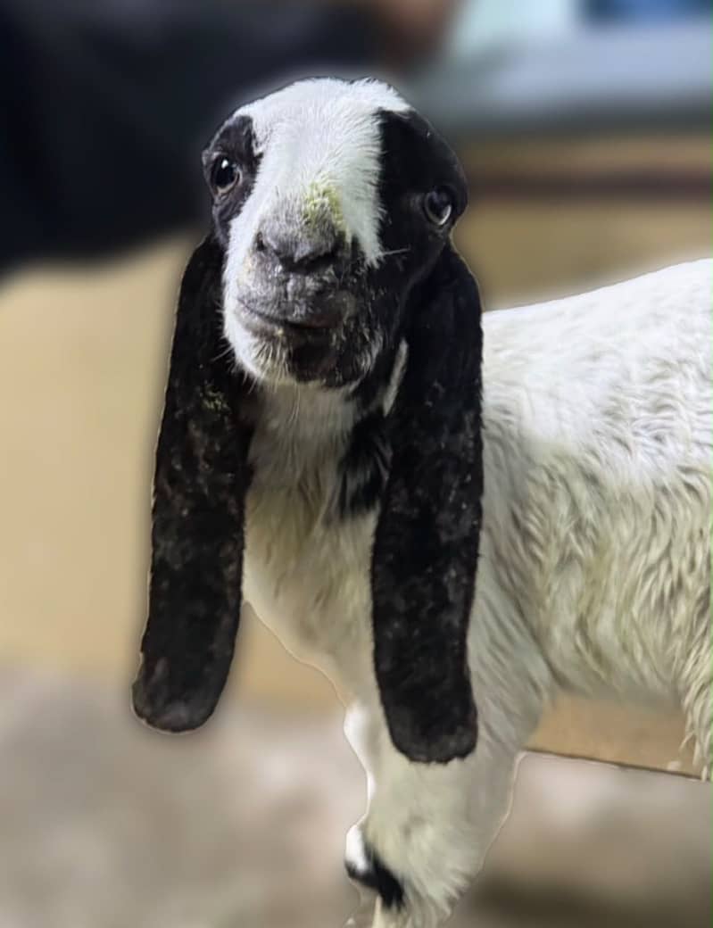 Bakra ka Bacha 2