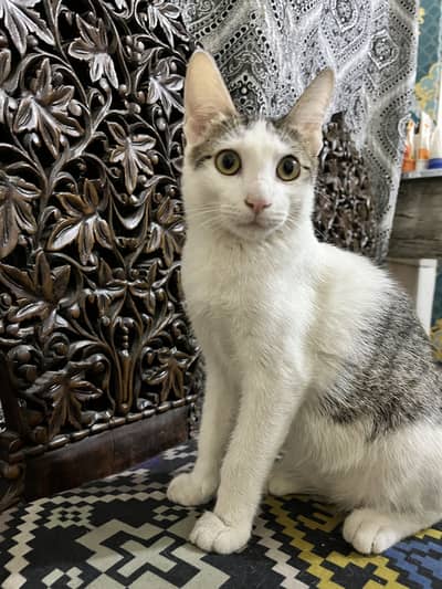 Kitten for adoption
