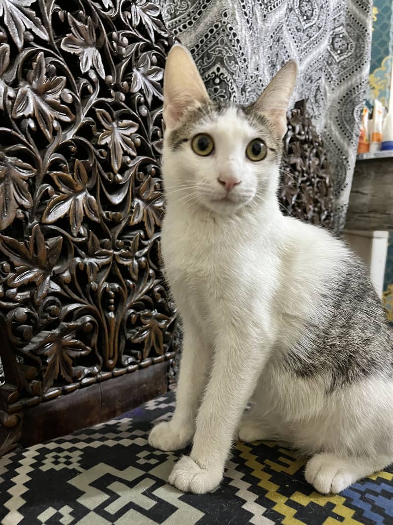 Kitten for adoption 0