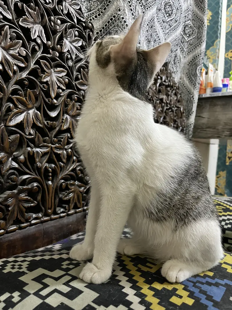 Kitten for adoption — photo 2